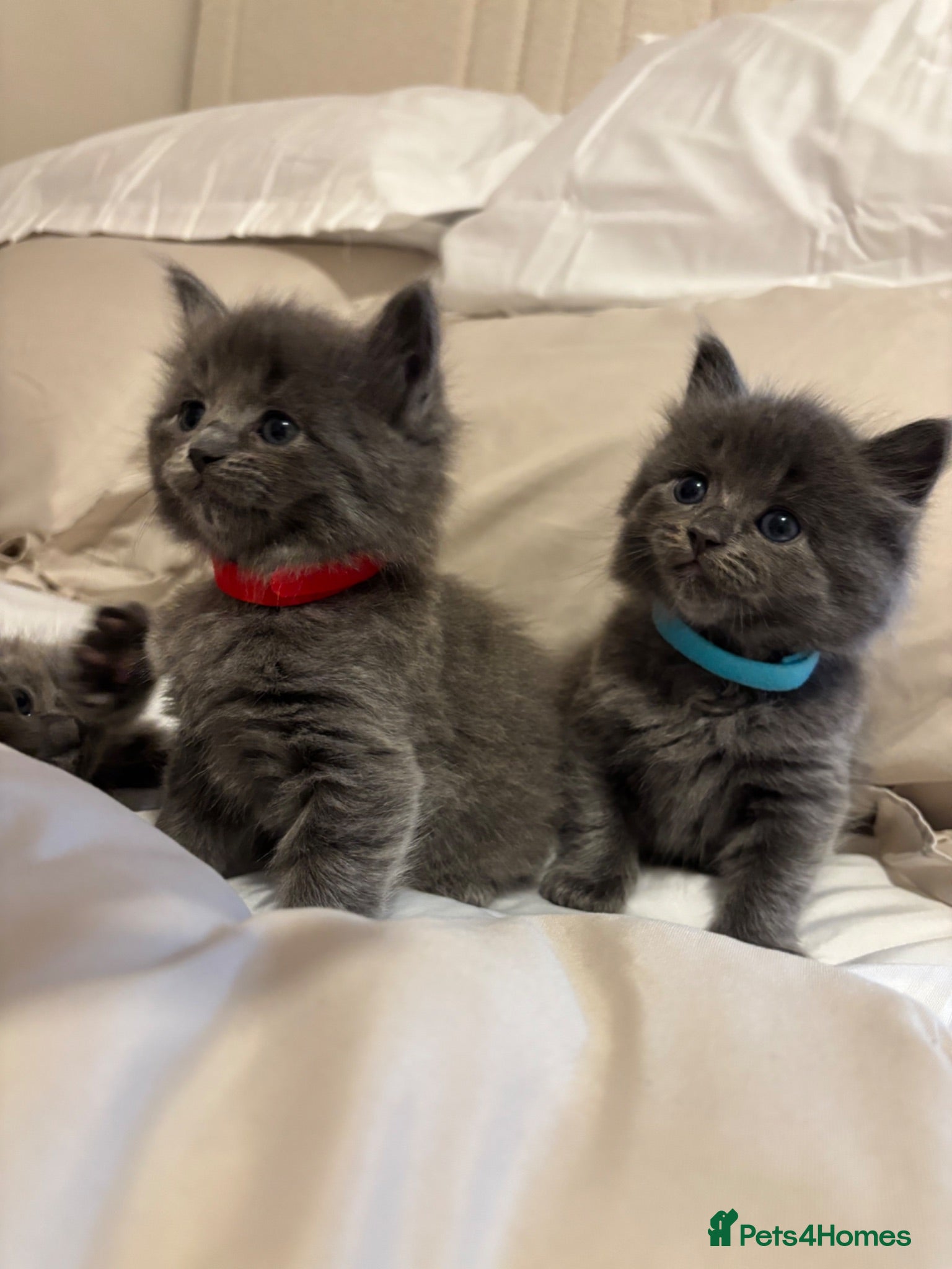 Ragdoll cats Ragdoll cross kittens for sale  - Advert 12