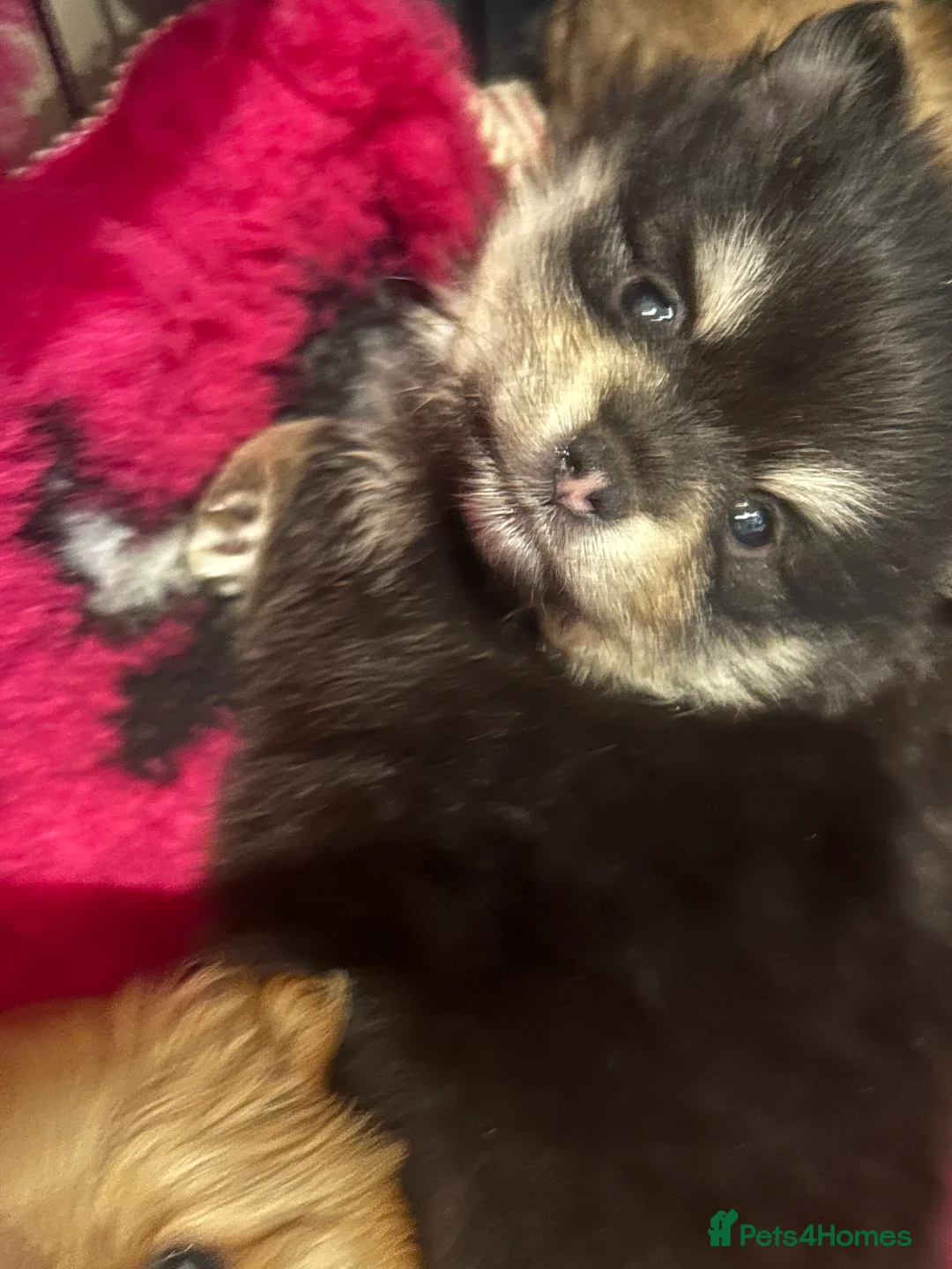Pomeranian dogs for sale: Kc reg stunning pomeranian puppies  - Advert 25