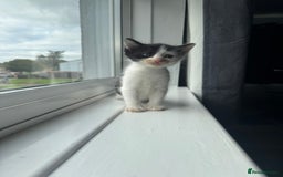 Mixed Breed cats for sale: Mixed kittens for sale - Image 27