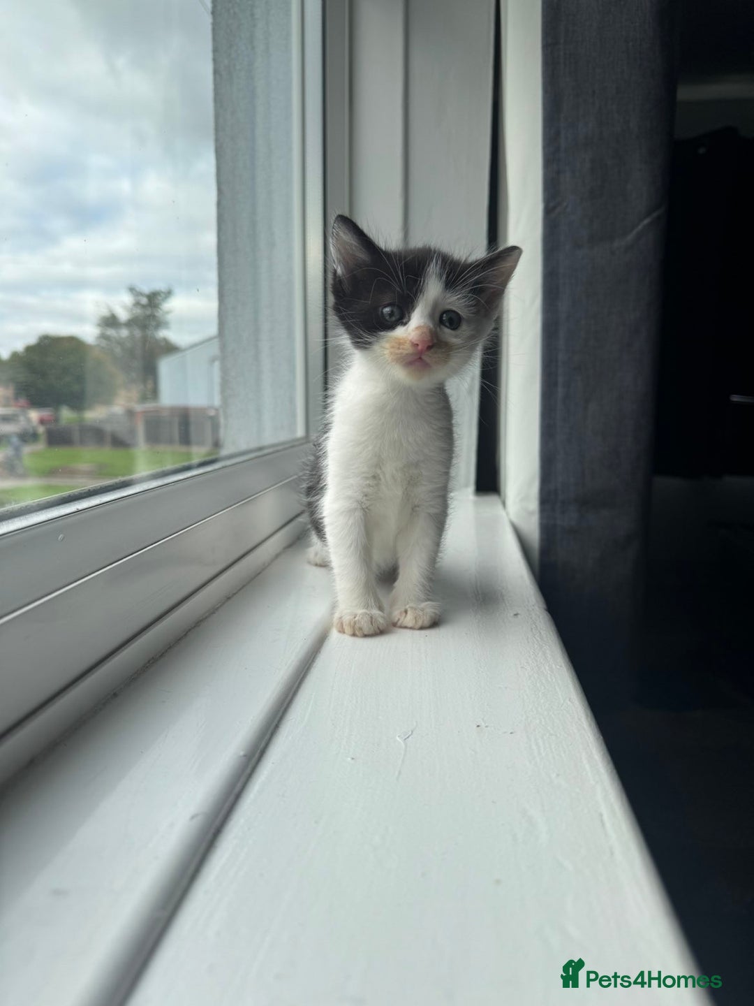 Mixed Breed cats for sale: Mixed kittens for sale - Image 27
