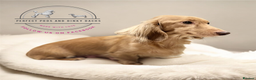 Miniature Dachshund dogs for sale: KC Registered Cream Long Hair Miniature Dachshunds - Advert 11