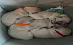 Golden Retriever dogs for sale: Beautiful KC Golden Retriever Babies  - Image 13