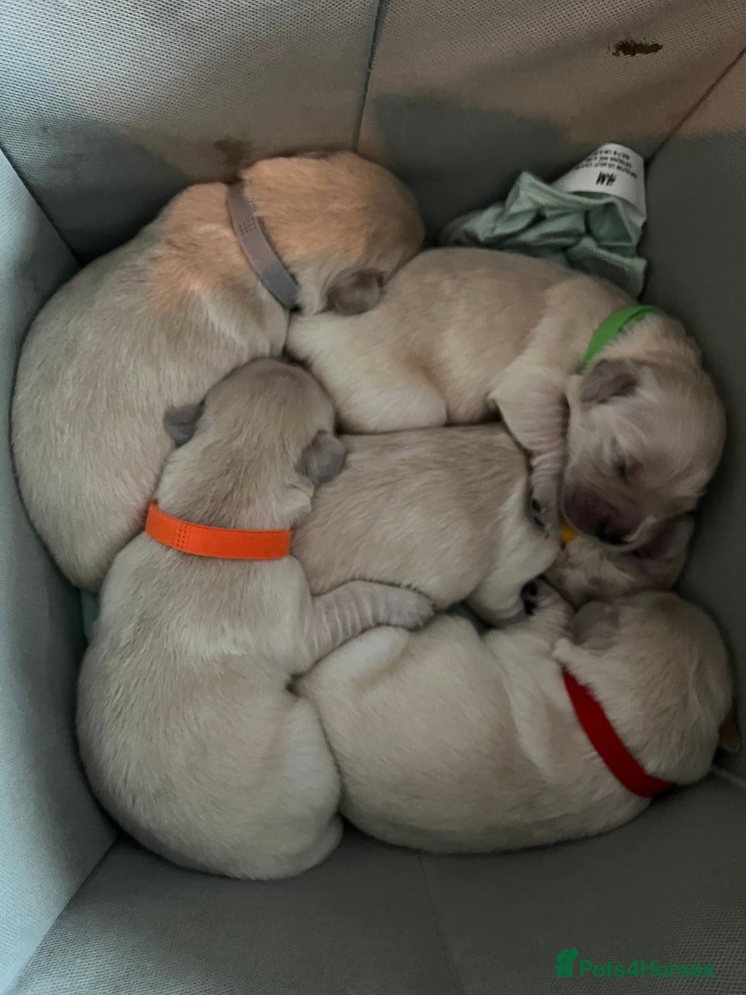 Golden Retriever dogs for sale: Beautiful KC Golden Retriever Babies  - Image 13