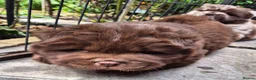 Chow Chow dogs for sale: Rare colour chow chow female puppy - Advert 4