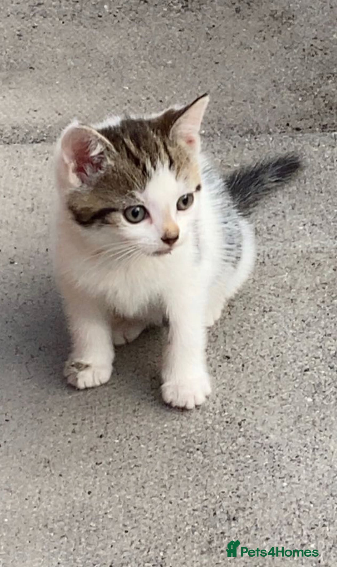 Domestic Shorthair cats for sale: Kittens ready for Their forever home 🐾  - Image 8