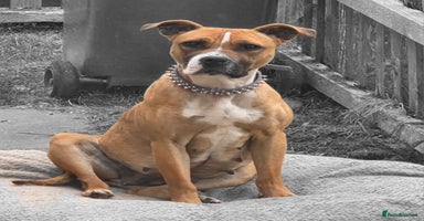 Mixed Breed dogs - Advert 14
