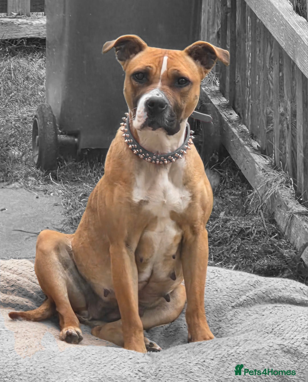 Mixed Breed dogs for sale: Akita mix - Image 2