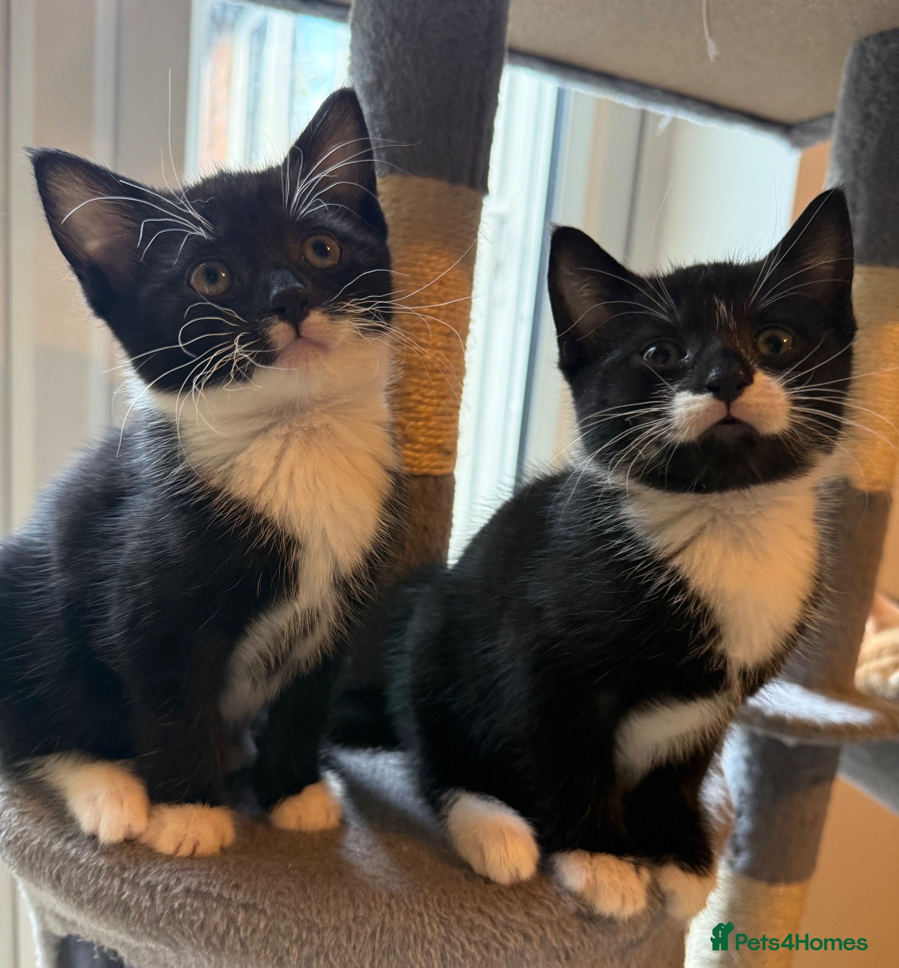 Domestic Shorthair cats  3 Beautiful Girls Looking for Loving Homes  - Advert 5