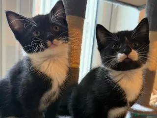 Domestic Shorthair cats 3 Beautiful Girl Kittens – £100 Each - Advert 1