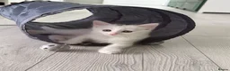 Turkish Angora cats for sale: 3 Adorable Kittens - Advert 10