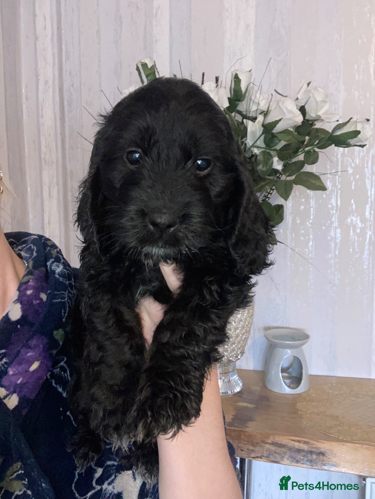 Cockapoo dogs 8 cockapoo puppys - Advert 16