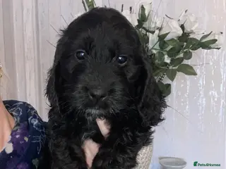 Cockapoo dogs 8 cockapoo puppys - Advert 16
