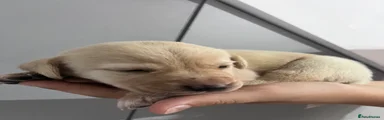 Labrador Retriever 9