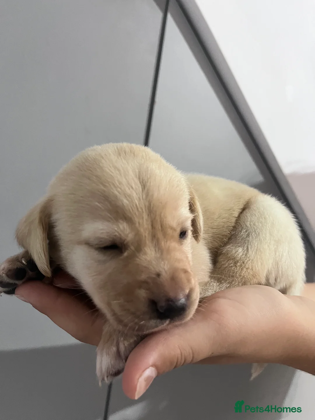 Labrador Retriever dogs for sale: 🫶🏻KC Lab Retriever 11.10.2026  - Advert 2