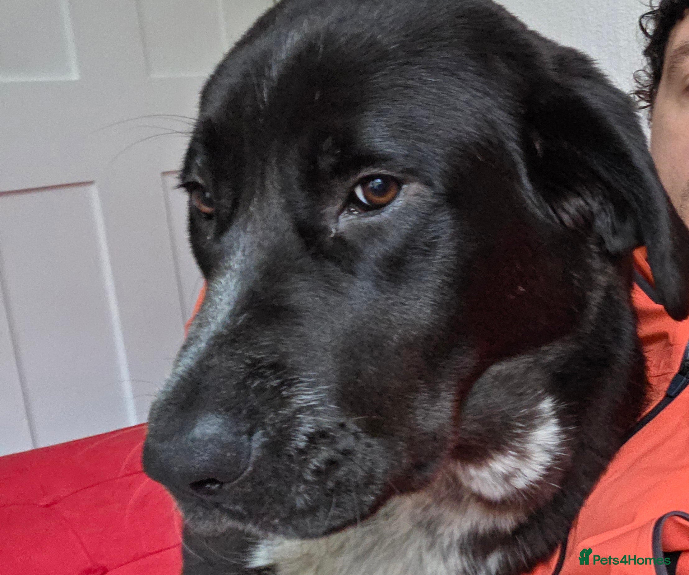 Central Asian Shepherd dogs Athena - Advert 1