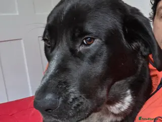 Central Asian Shepherd dogs Athena - Advert 1