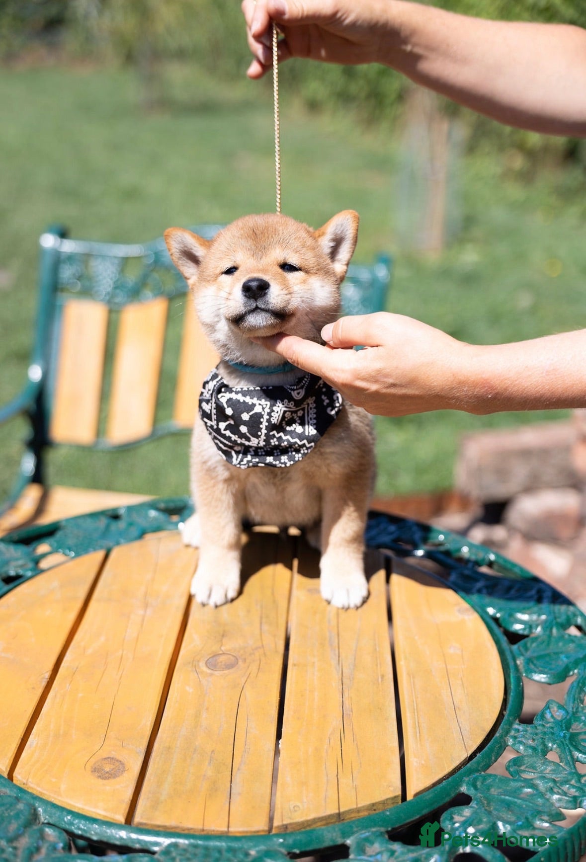 Japanese Shiba Inu dogs Outstanding original Japanese Shiba Inu puppies  - Advert 1