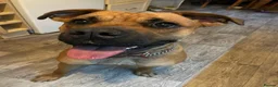 Mixed Breed dogs for sale: Molly  - Advert 7