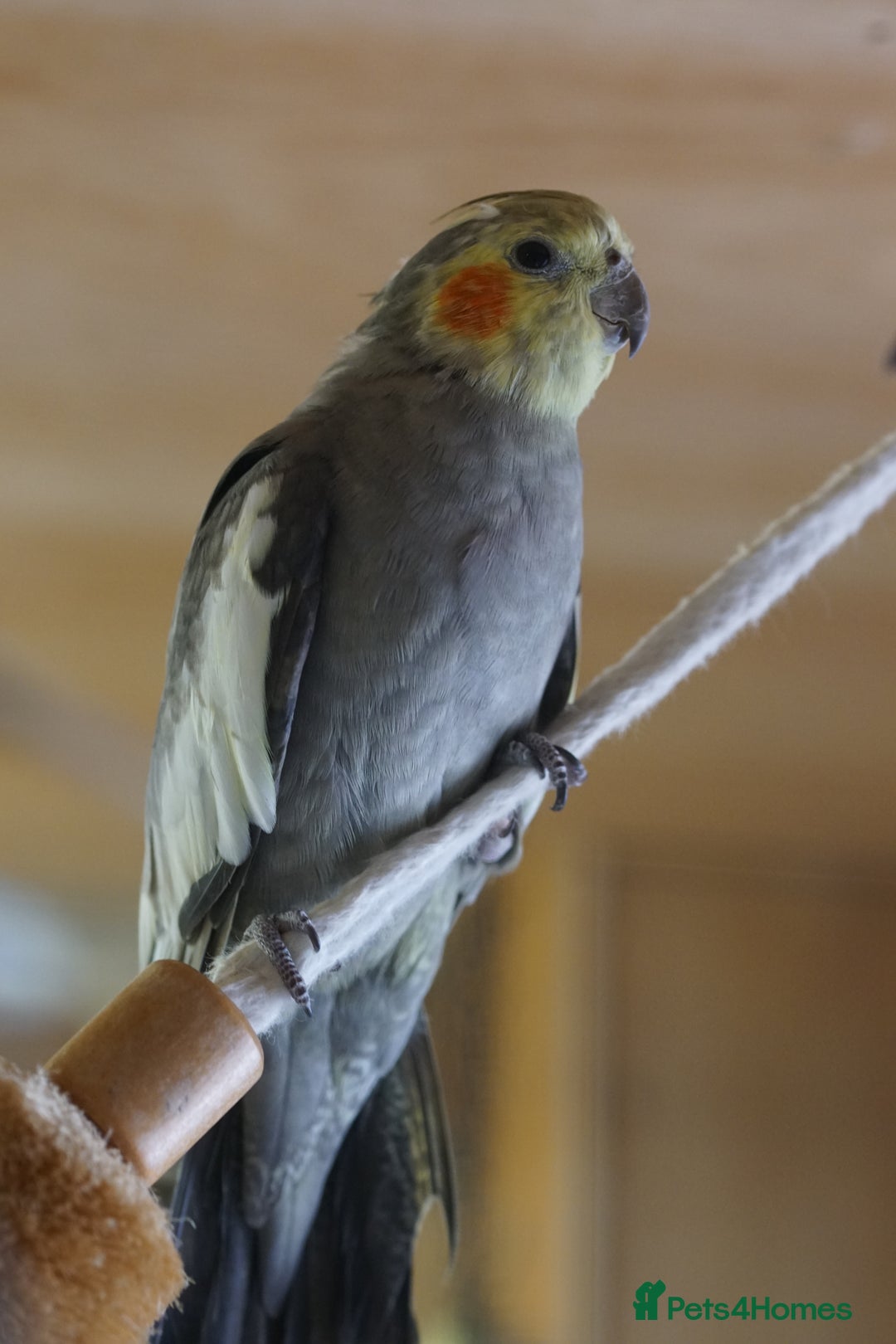 Cockatiels birds for sale: Young Cockatiels - Image 19