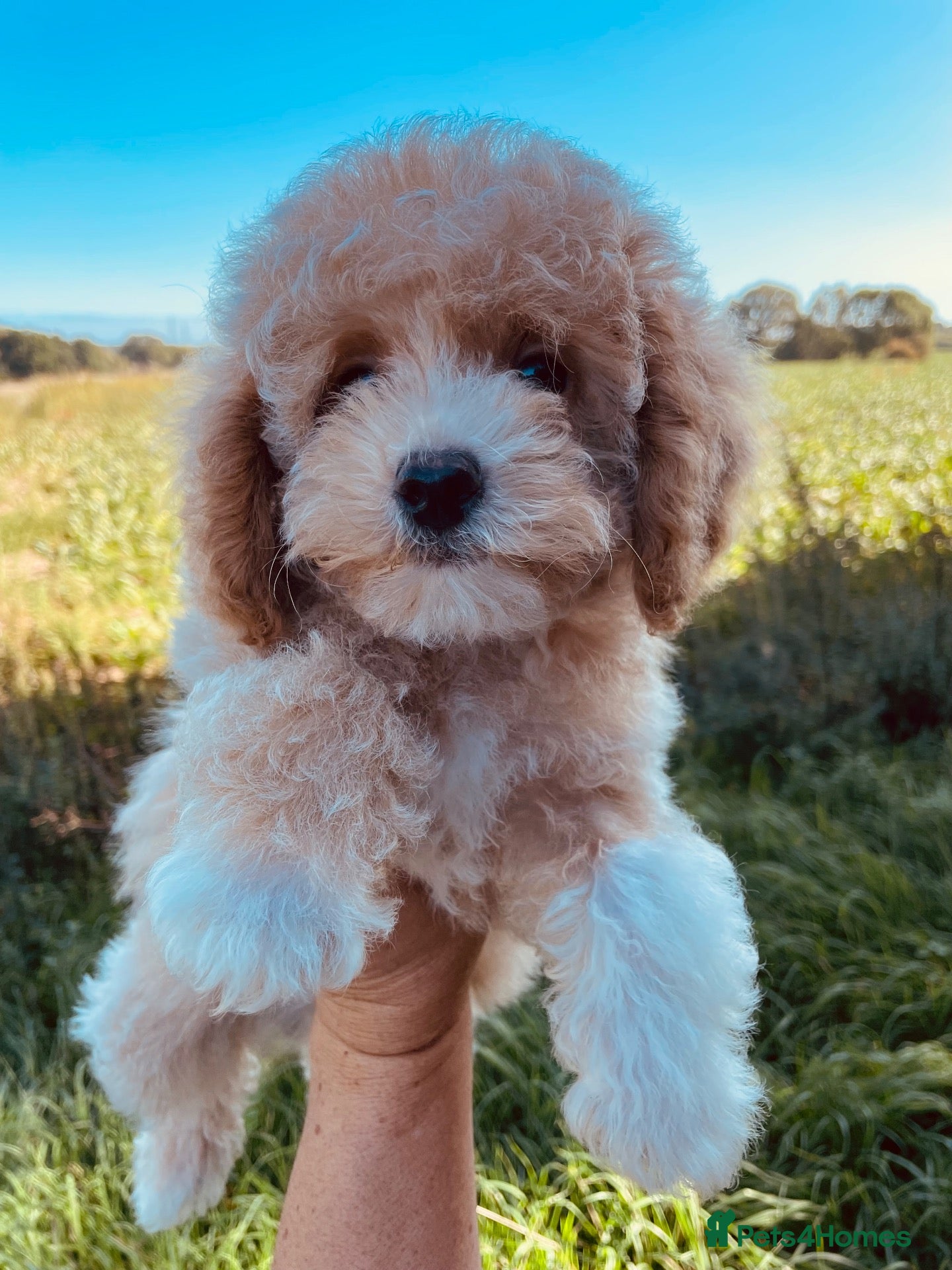 Maltipoo dogs EXCEPTIONAL MALTIPOO GIRL PUPPY FOR SALE - Advert 1
