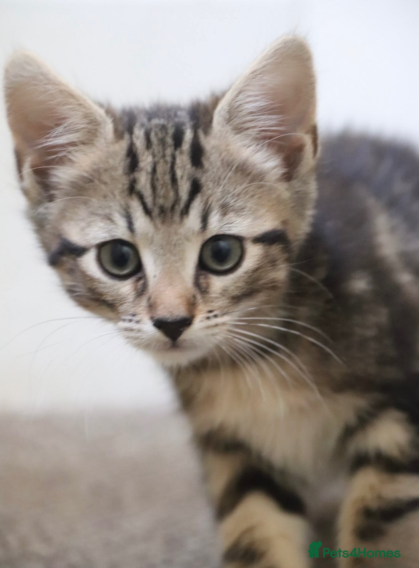 Mixed Breed cats Stunning, friendly part Siamese kittens ready now  - Advert 1