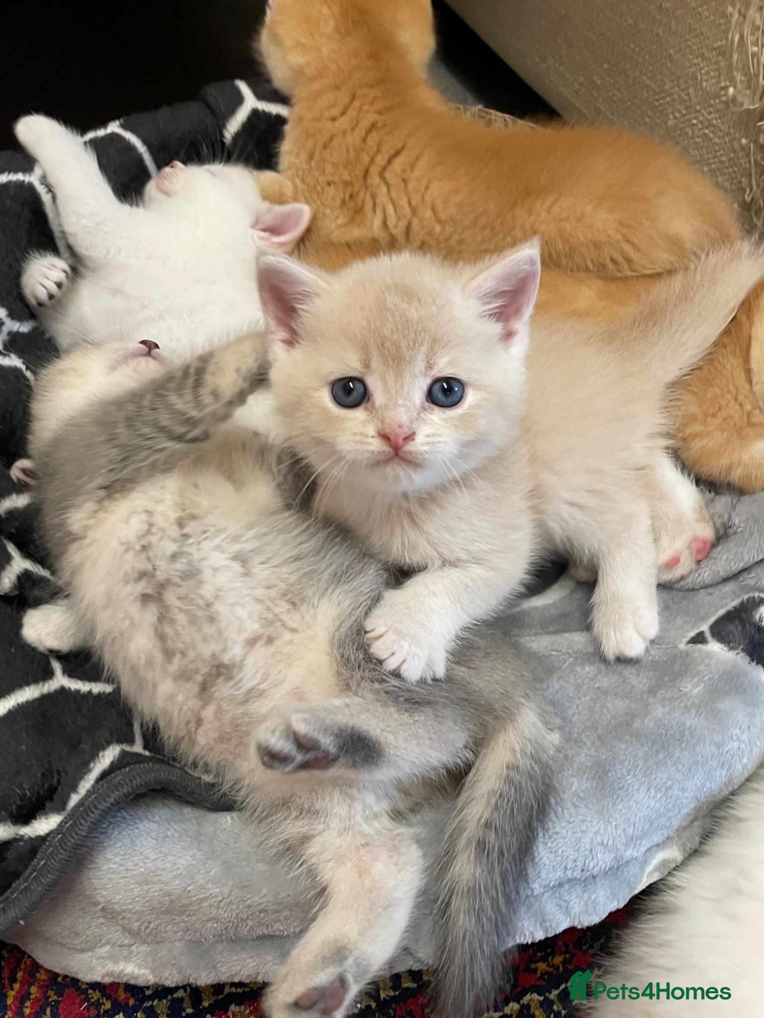 British Shorthair cats Adorable BSH kittens - Advert 1