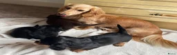 Miniature Dachshund dogs for sale: Black&Tan Puppies Looking for Their Forever Homes! - Advert 9