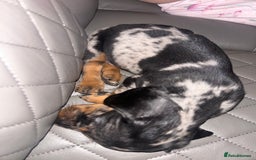 Dachshund dogs for sale: dachunds  - Image 17