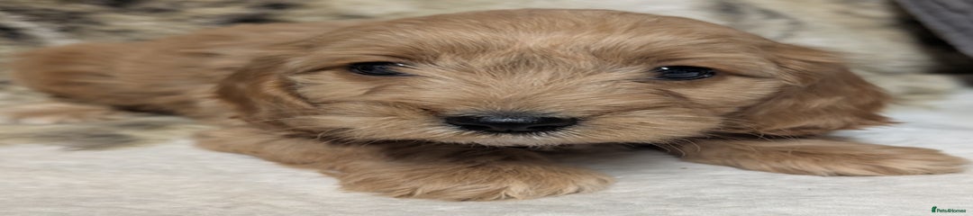 Cockapoo Puppy 4