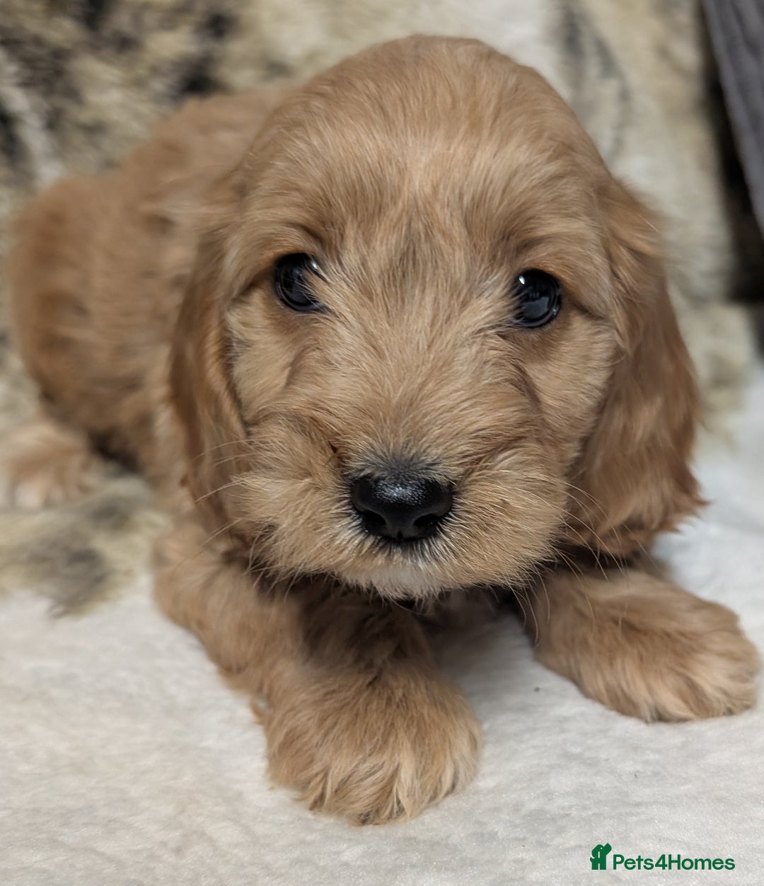 Cockapoo dogs for sale: Beautiful F1 Cockapoo puppies DNA clear  - Image 4