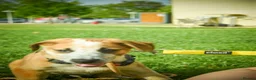 Mixed Breed dogs for adoption: Bentley - the cuddle monster - Advert 4
