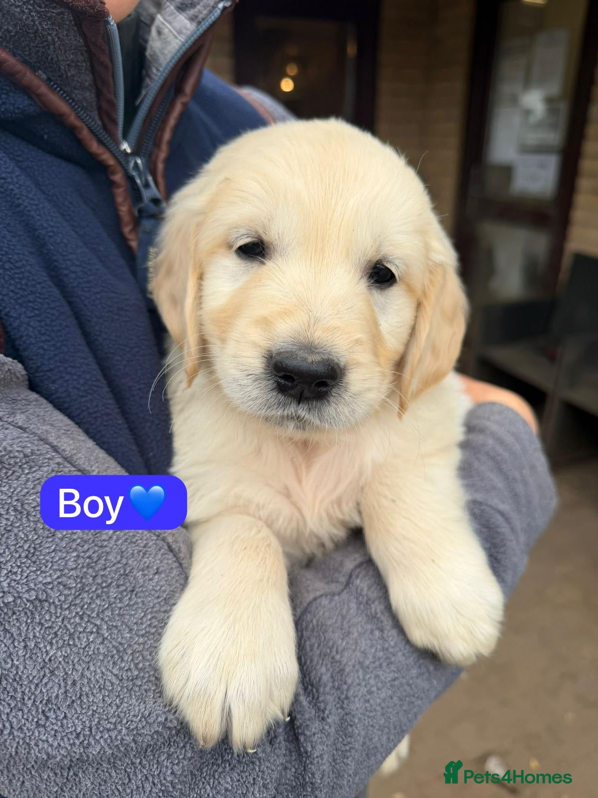 Golden Retriever dogs KC registered Golden Retriever puppies - Advert 4