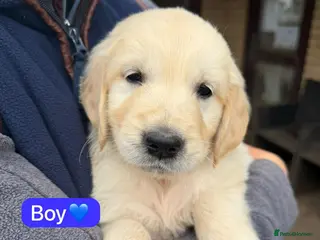 Golden Retriever dogs KC registered Golden Retriever puppies - Advert 6