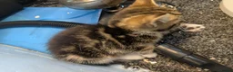 Mixed Breed cats for sale: Male kitten needing a home - Advert 6