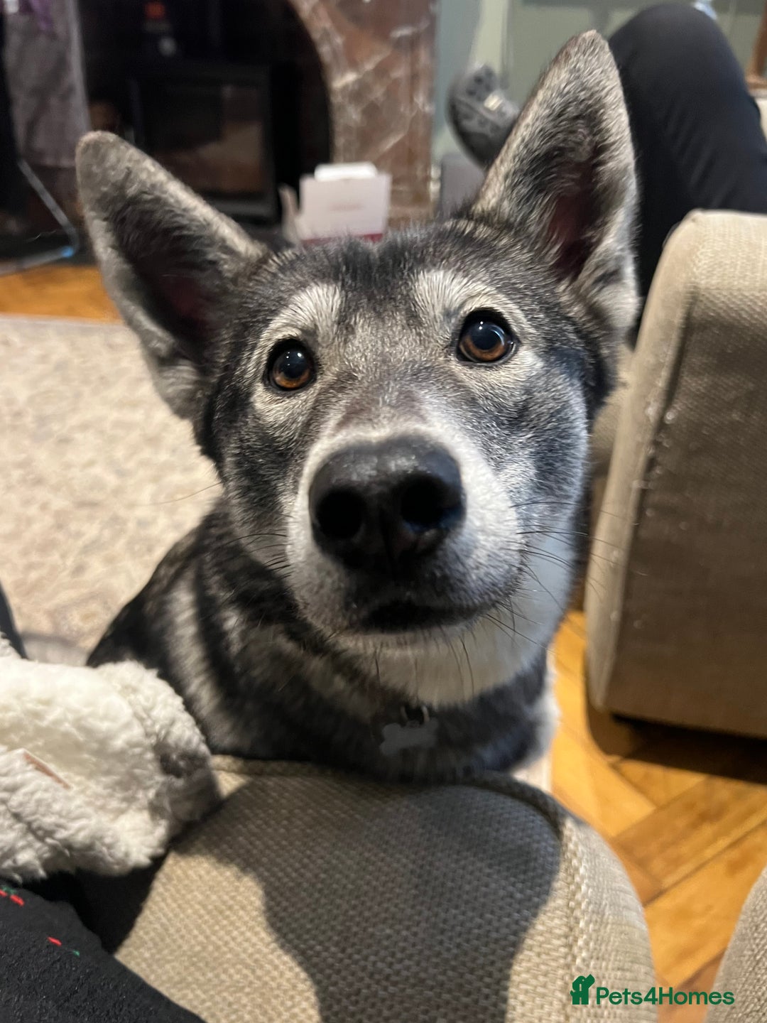 Mixed Breed dogs for sale: Bernese X Huskydor Pups - Advert 24