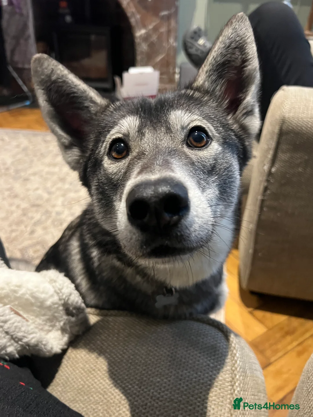 Mixed Breed dogs for sale: Bernese X Huskydor Pups - Advert 5