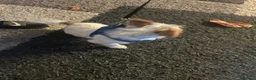 Jack Russell dogs for sale: Miniature jack Russel  in Clacton-on-Sea - Advert 4