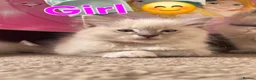 Ragdoll cats for sale: Kitten  - Advert 5