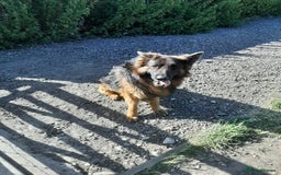 German Shepherd dogs for sale: German shepherd pups - Image 4