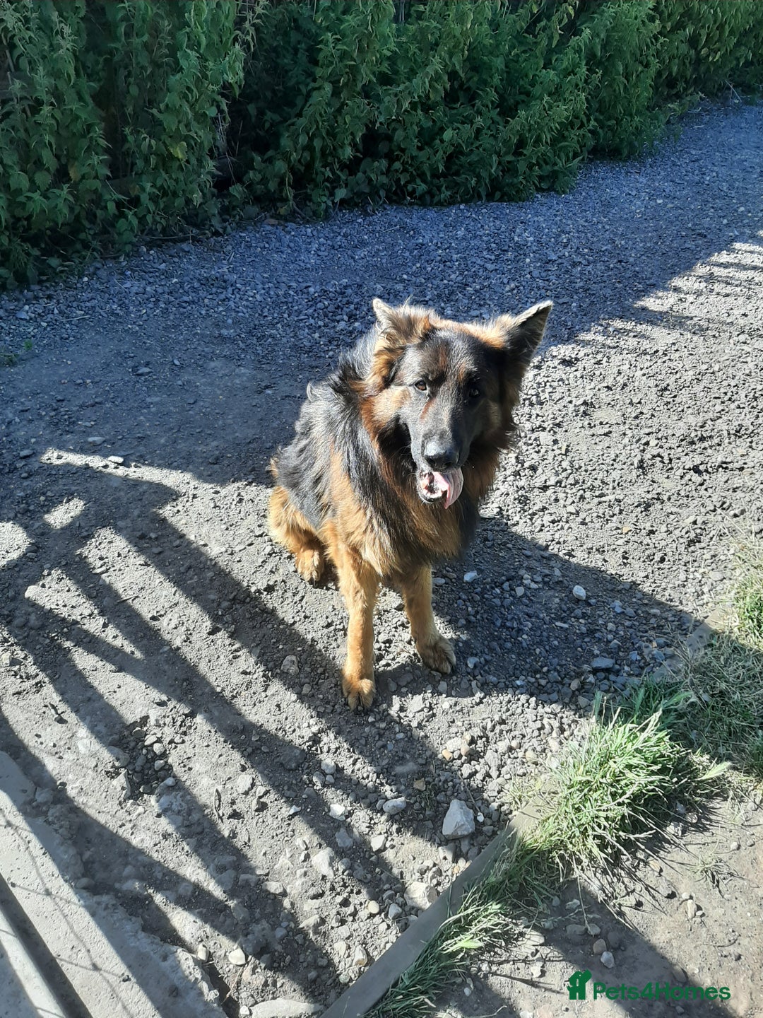 German Shepherd dogs for sale: German shepherd pups - Image 4