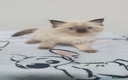 Ragdoll cats for sale: Ragdoll  Kittens  - Image 2