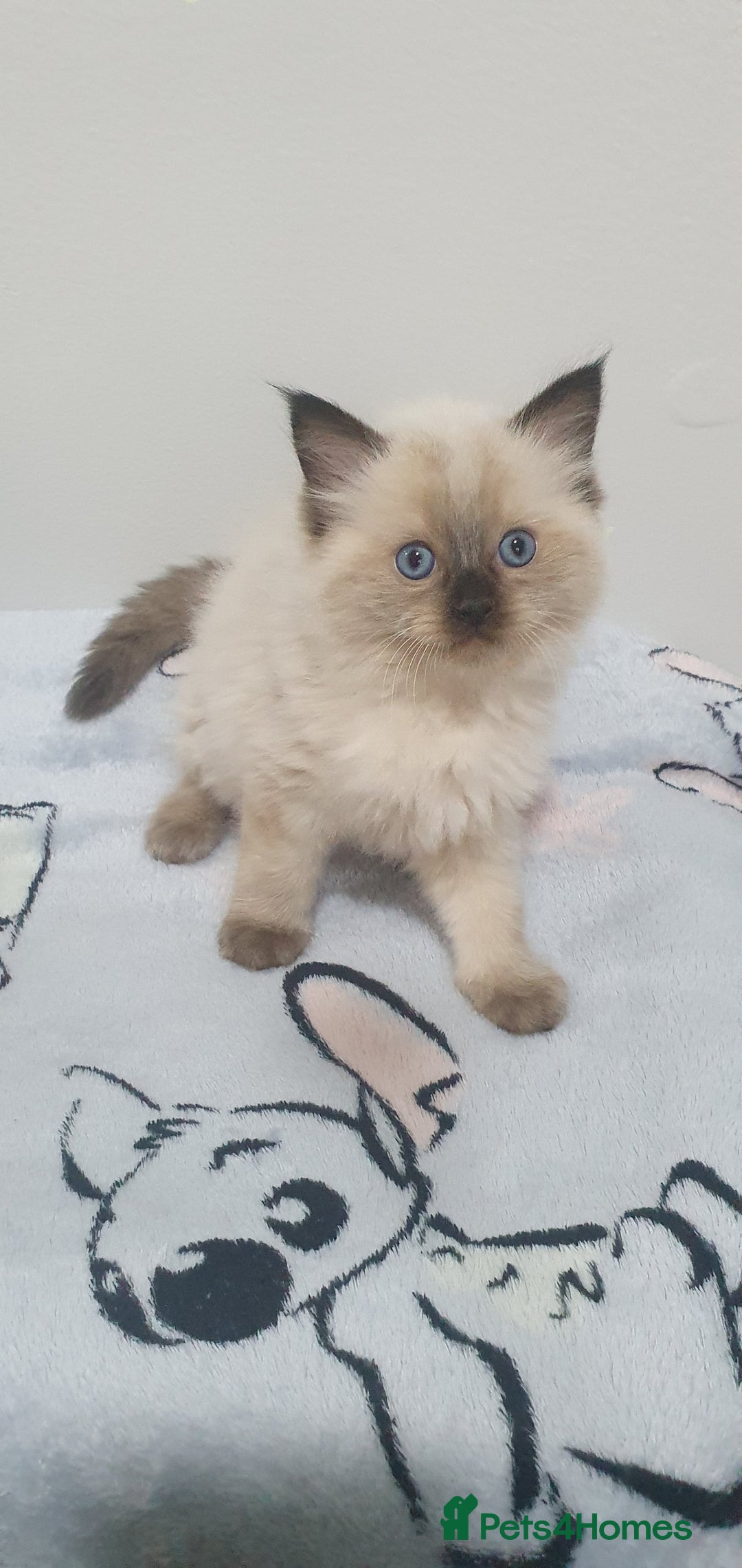 Ragdoll cats for sale: Ragdoll  Kittens  - Image 2