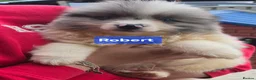 Pomeranian dogs for sale:  3 gorgeous pomeranian puppies available  - Advert 36