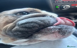English Bulldog dogs for sale: 2 Year Old English Bulldog Ted - Image 2