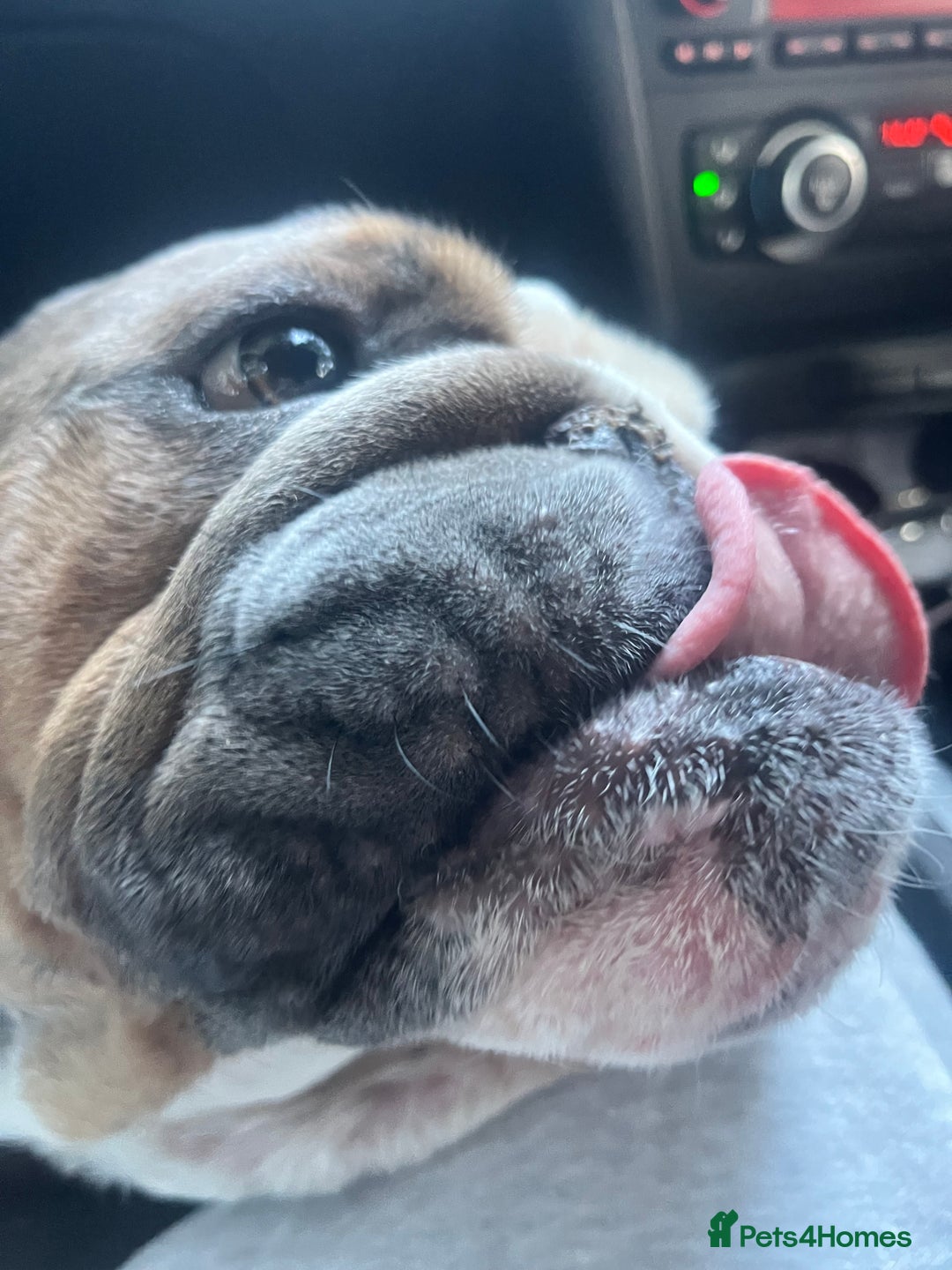 English Bulldog dogs for sale: 2 Year Old English Bulldog Ted - Image 2