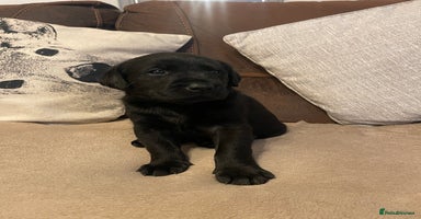 Labrador Retriever dogs - Advert 7