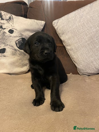 Labrador Retriever dogs - Advert 1