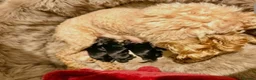 Maltipoo dogs for sale: F1b MALTIPOO BOYS -SUPERB FAMILY PETS - Advert 6