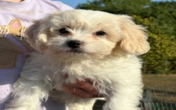 Cavachon dogs for sale: Cavachon puppies  - Image 18
