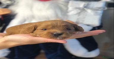 Cavapoo dogs Red F1 Cavapoo Ready to leave 20th December🐾🩵 - Advert 8